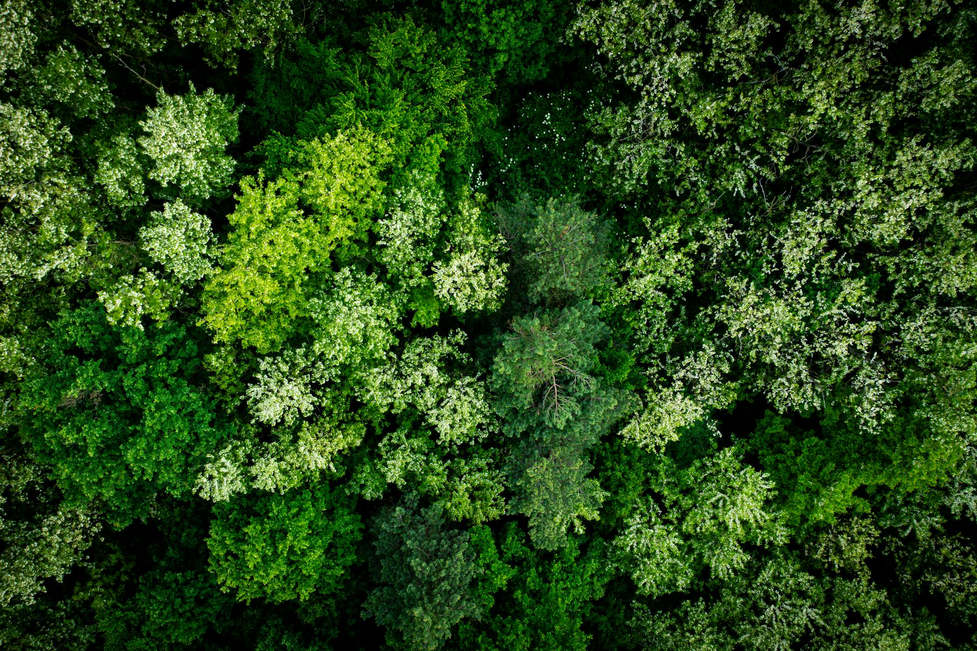 Eco